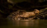 batimoreaquarium02 Amazon Crocodile.