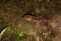 dominica2005-middleham-08 A lizard we saw on the way back.