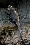 _mg_3706 Marine Iguana on Bartolome