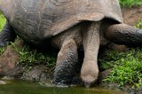 _mg_3916 Land Tortoise drinking on Santa Cruz
