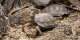 _mg_4015 Baby land tortoise at the Charles Darwin Station on Santa Cruz