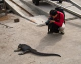 crw_8770 Eu-Jin photographing a marine iguana on Santa Cruz. Taken by Serene Koh.