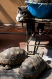 _mg_8065 The hotel in Lima had two tortoises and a cat as pets. Not something you see every day.