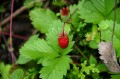 img_3586 Early on in the trek, Edgar showed us wild strawberries and we enjoyed picking them and eating them on the days we found them.