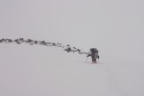 shasta40 Chuck going up the ridge to the camp at 9800 feet. Conditions turned bad right after we broke camp. We ascended one at a time to avoid loading the snow.