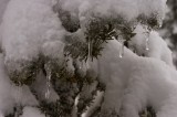 shasta45 Icicles on trees.