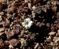 deathvalley01 Desert-Star.