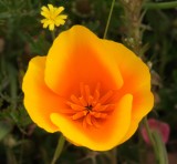 henrycoeflowers02 