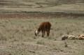 img_8369 Llama.