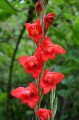 img_3560 A blood red flower we saw at our campsite at Winaypoco that night.