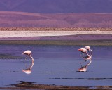 crw_2842 Flamingos feeding at Laguna Chaxa.