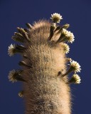 crw_3375 Giant flowering cactus on Incahuasi island (also known as Isla del Pescado or Fish Island).