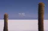crw_3378 On Incahuasi, giant cacti framing distant volcano.