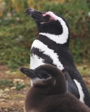 2006-08-penguins