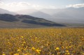 deathvalley15 A field of desert gold flowers.