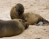 _mg_4141 Galapagos sea lion and pup at Punta Suarez on Espanola
