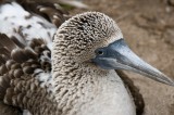 _mg_4148 Blue-footed booby at Punta Suarez on Espanola