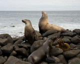 _mg_4263 Galapagos sea lion family at Punta Suarez on Espanola