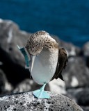 _mg_4343 Blue-footed booby on Isla Lobos