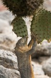 _mg_4416 Land Iguana eating a cactus leaf on South Plaza