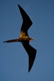 _mg_4560 Frigatebird flying over the Monserrat II at sunset