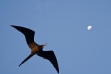 _mg_4602 Frigatebird flying over the Monserrat II at sunset