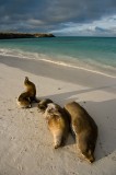 img_1397 Galapagos sea lion family at Gardner Bay on Espanola