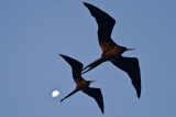 _mg_4651 Frigatebirds flying over the Monserrat II at sunset