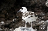 _mg_3304 Juvenile Swallow-tailed Gull on Genovesa