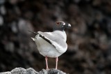 _mg_3316 Swallow-tailed Gull on Genovesa