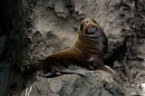 _mg_3392 Fur Seal on Genovesa