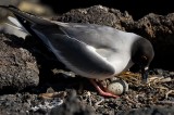 _mg_3632 Swallow-tailed gull with its egg at Darwin Bay on Genovesa