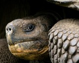 21-_MG_3882 Galapagos Land Tortoise, Ecuador