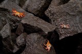 22-_MG_3277 Sally Lightfoot Crabs, Galapagos, Ecuador
