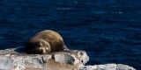 26-_MG_4513 Galapagos Sea Lion, Ecuador