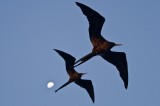 27-_MG_4651 Frigatebirds, Galapagos, Ecuador