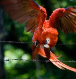 29-_MG_0364 Macaw, Copan, Honduras