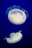 49-_MG_9456 Jellyfish at the Monterey Bay Aquarium