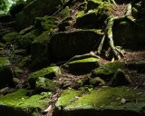 _mg_0233 Dappled sunlight on lichen covered stones.