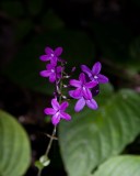 _mg_0451 Purple flowers in Yaxha.