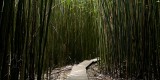 _mg_5004 Bamboo forest in Kipahulu