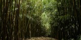 _mg_5009 Bamboo forest in Kipahulu