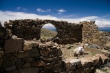 _mg_8676 Sheep grazing in a ruin.