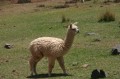 img_8368 Baby alpaca.
