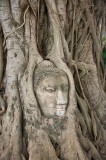 _mg_2525 Buddha head in a bodhi tree in Wat Phra Mahathat, Ayutthaya