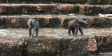 _mg_2549 Toy elephants in Wat Phra Si Sanphet, Ayutthaya