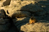 crw_1803 Marmot warming up in the morning sun.