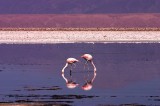 crw_2832 Flamingos feeding at Laguna Chaxa.