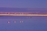 crw_2848 Flamingos flying over Laguna Chaxa.