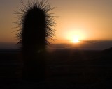 crw_3334 Cactus silhouette at sunrise over Salar de Uyuni.